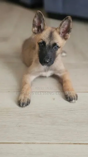 1-3 months Male Mixed Breed Belgian Malinois