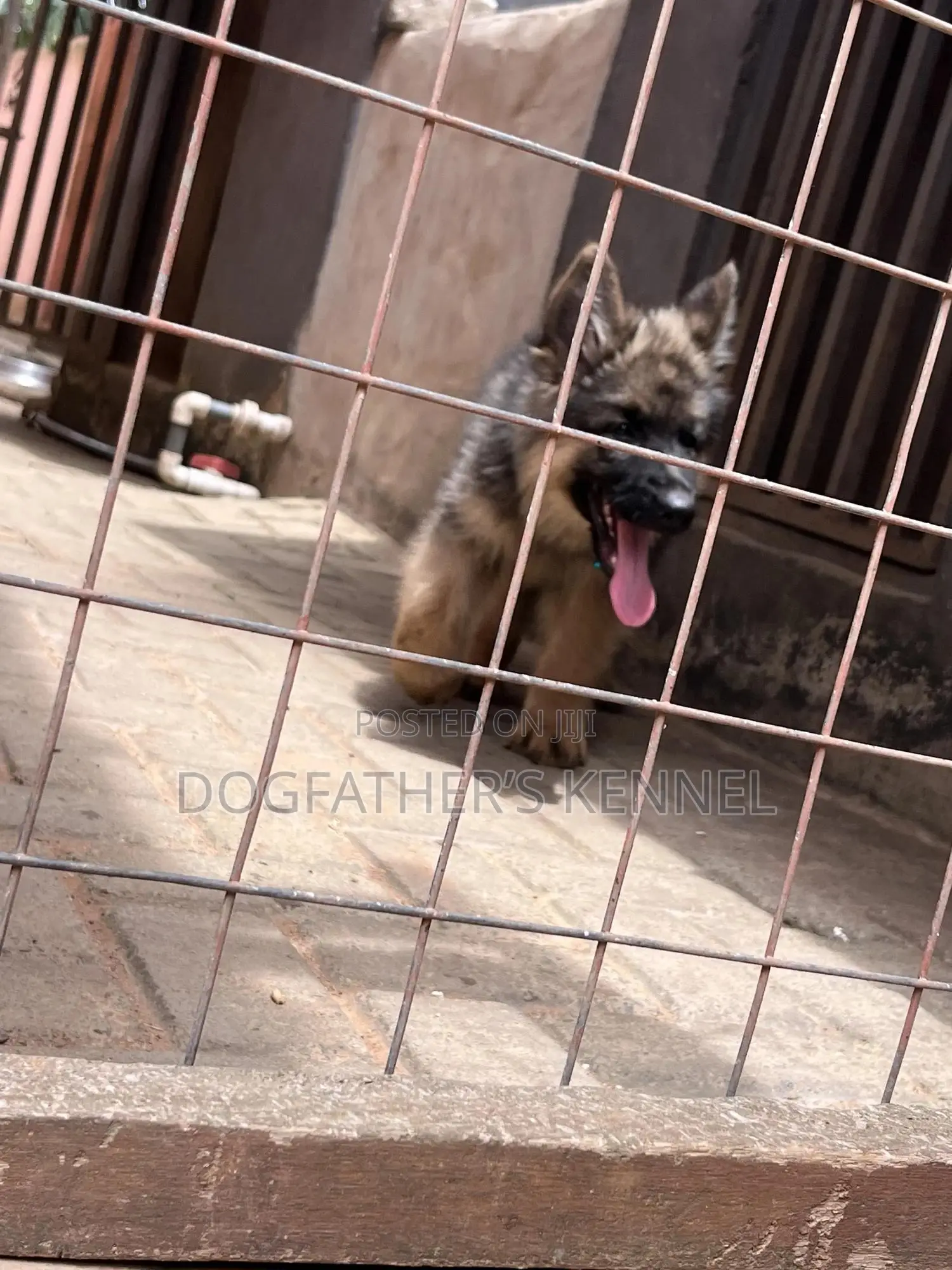 1-3 months Male Purebred German Shepherd