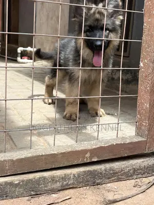 1-3 months Male Purebred German Shepherd