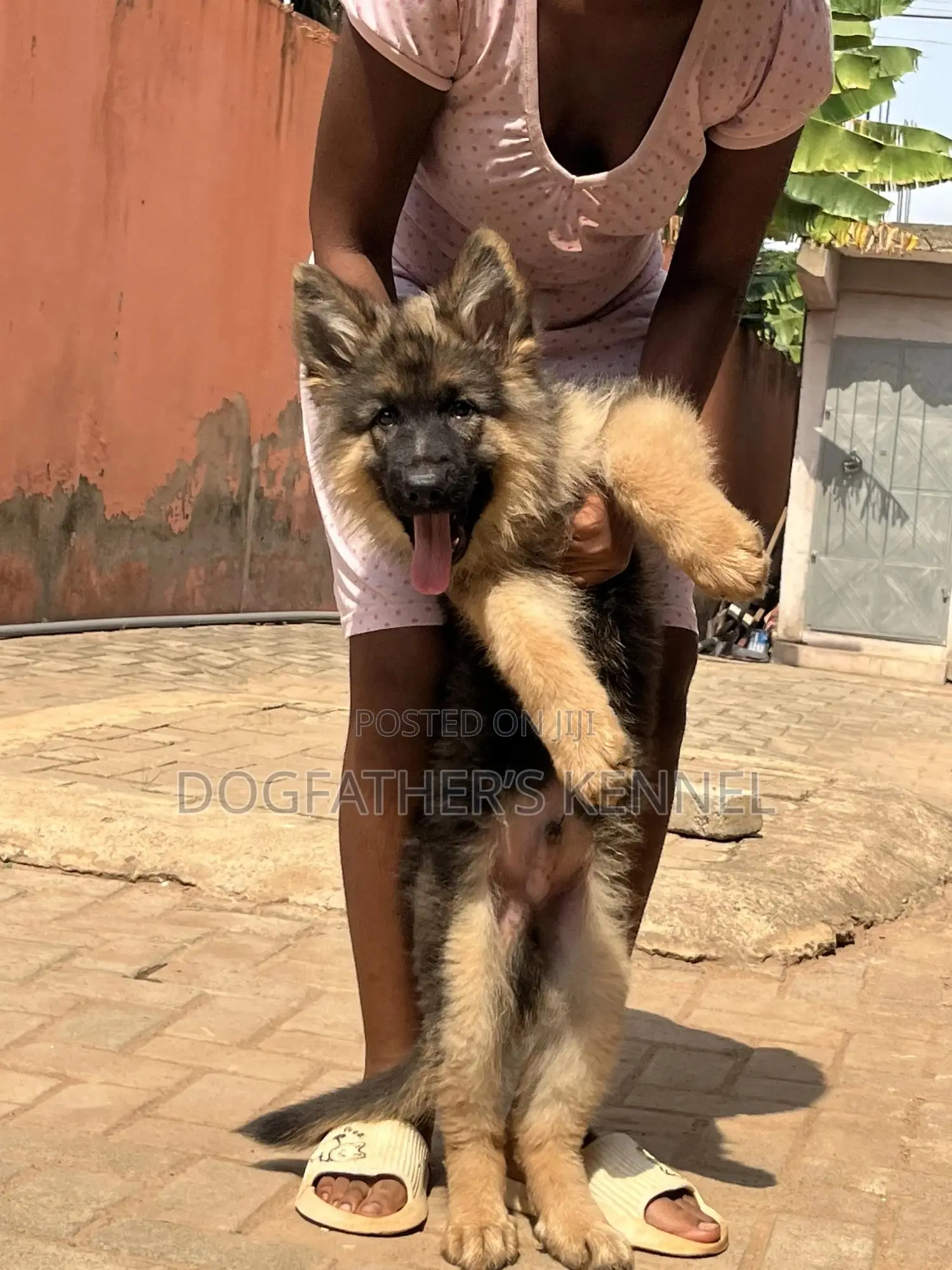 1-3 months Male Purebred German Shepherd