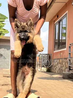 1-3 months Male Purebred German Shepherd