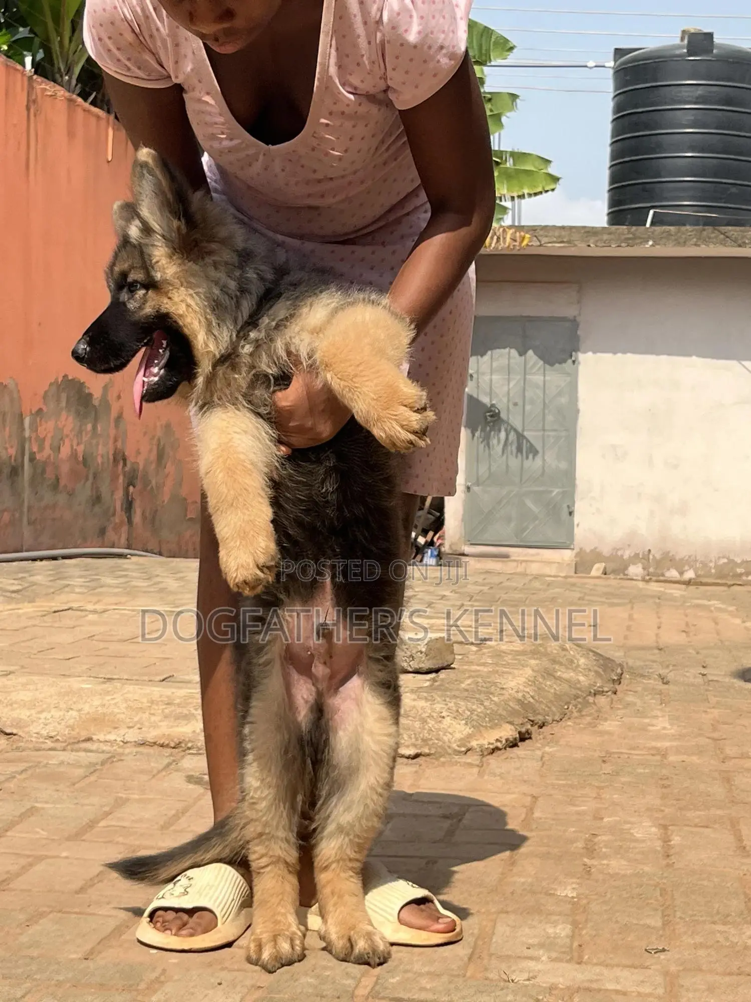 1-3 months Male Purebred German Shepherd