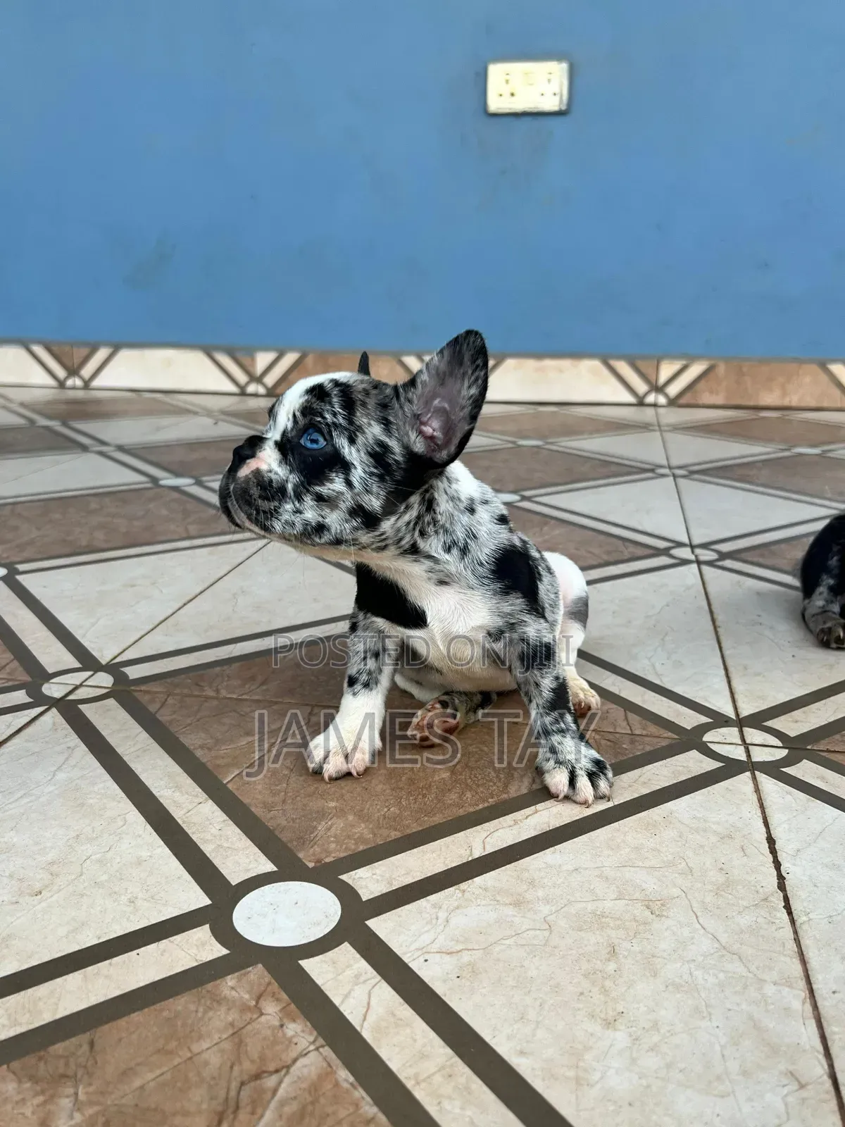1-3 months Female Purebred French Bulldog