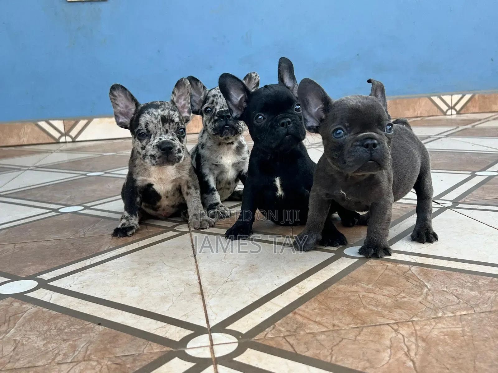 1-3 months Female Purebred French Bulldog