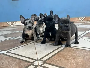 1-3 months Female Purebred French Bulldog