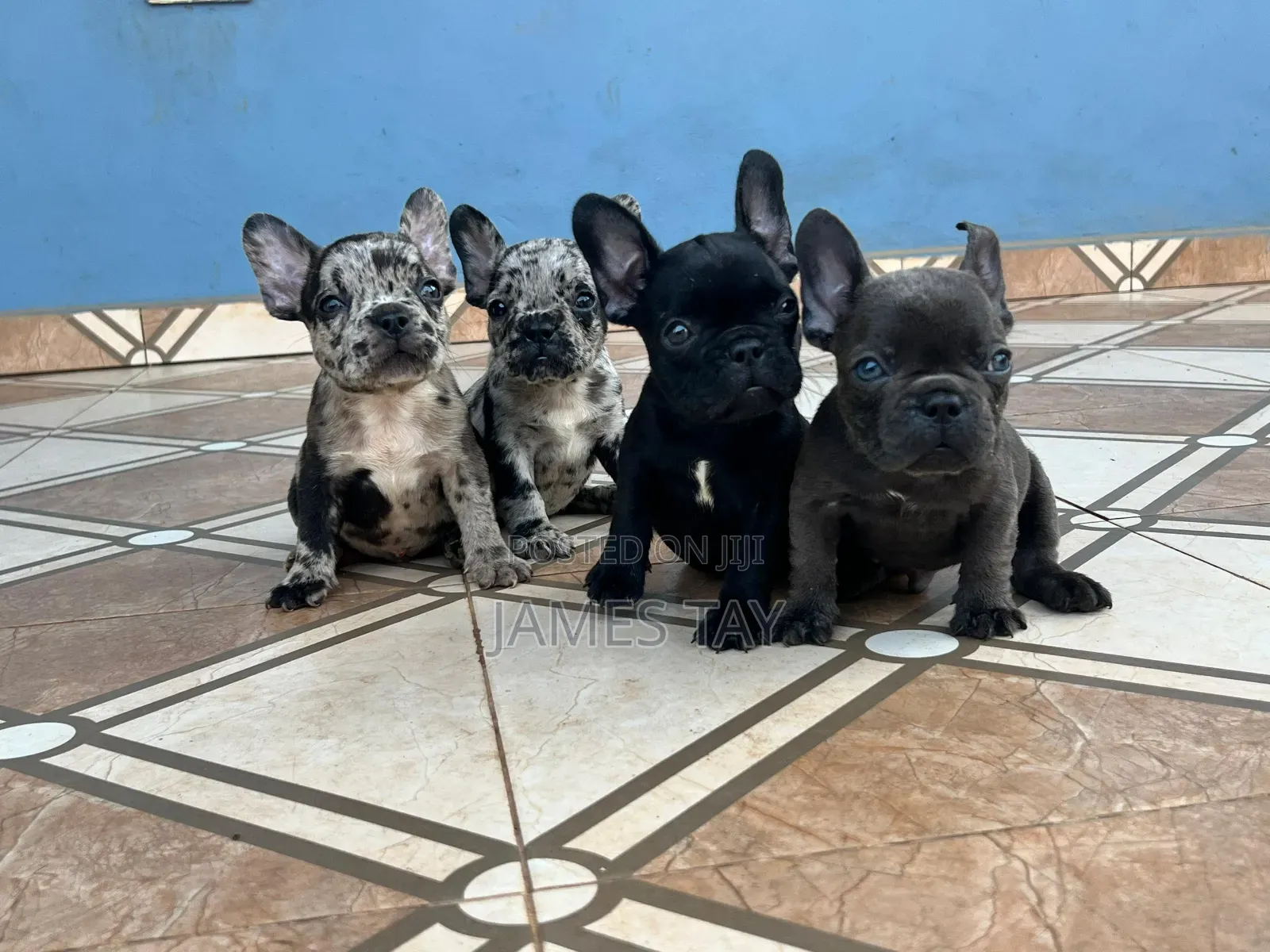 1-3 months Female Purebred French Bulldog