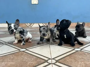 1-3 months Female Purebred French Bulldog