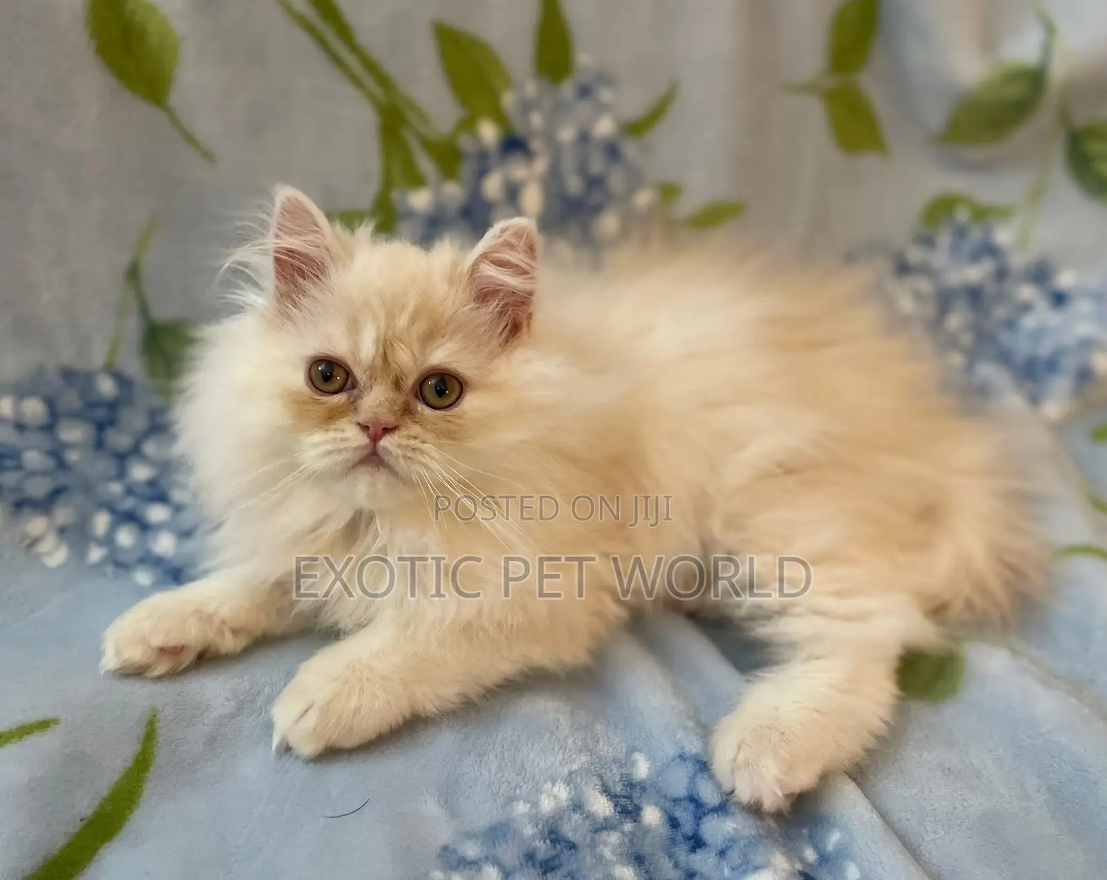 1-3 months Male Purebred Persian