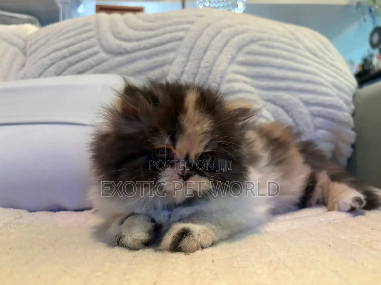 0-1 month Female Purebred Persian
