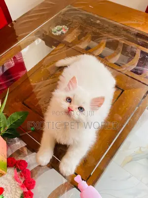 1-3 months Female Purebred Persian