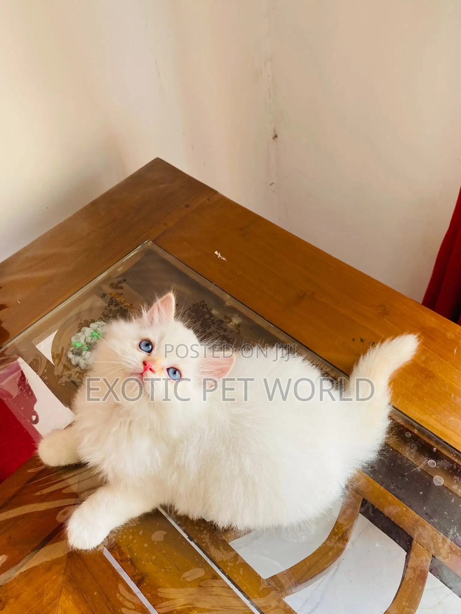 1-3 months Female Purebred Persian