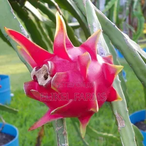 Healthy Dragon Fruit Seedlings for Sale