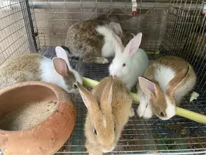Rabbit for Pet