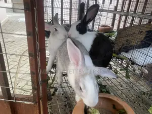 Rabbit for Pet