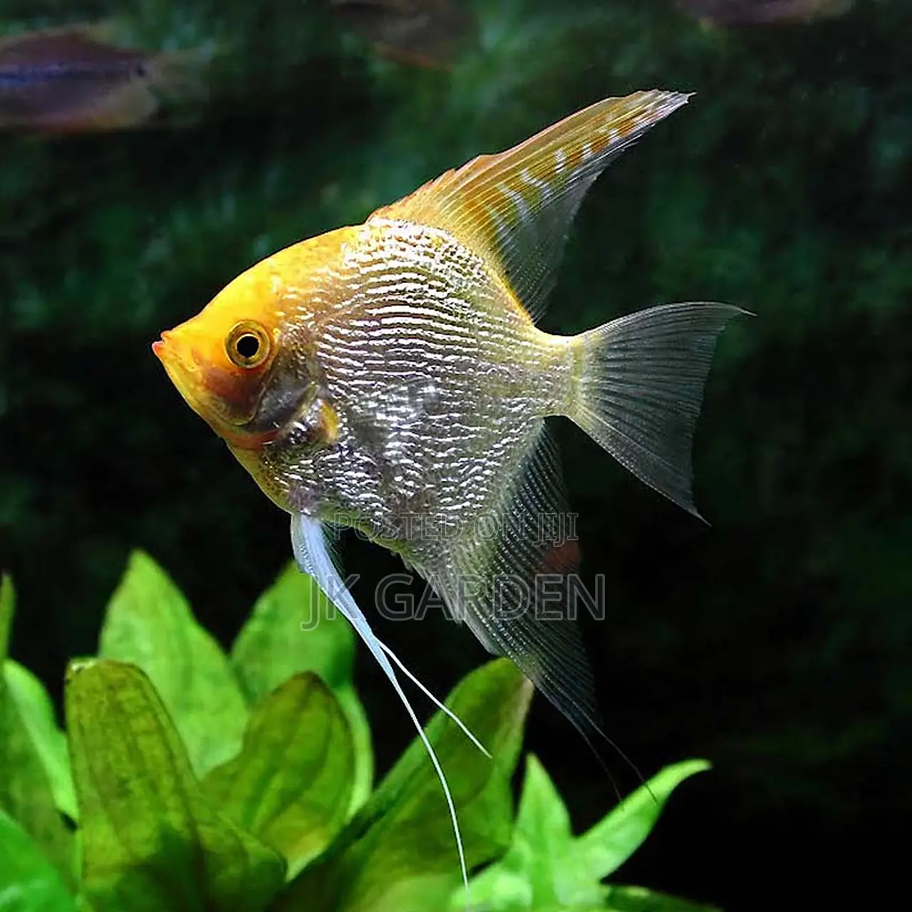 Small God Fish (Gold Top)