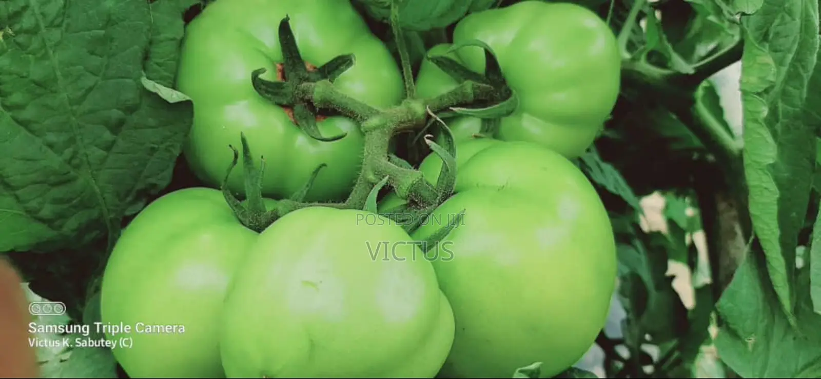 Vegetable Seedlings (72 Seedlings Per Tray: Tomatoes, Pepper, Etc)