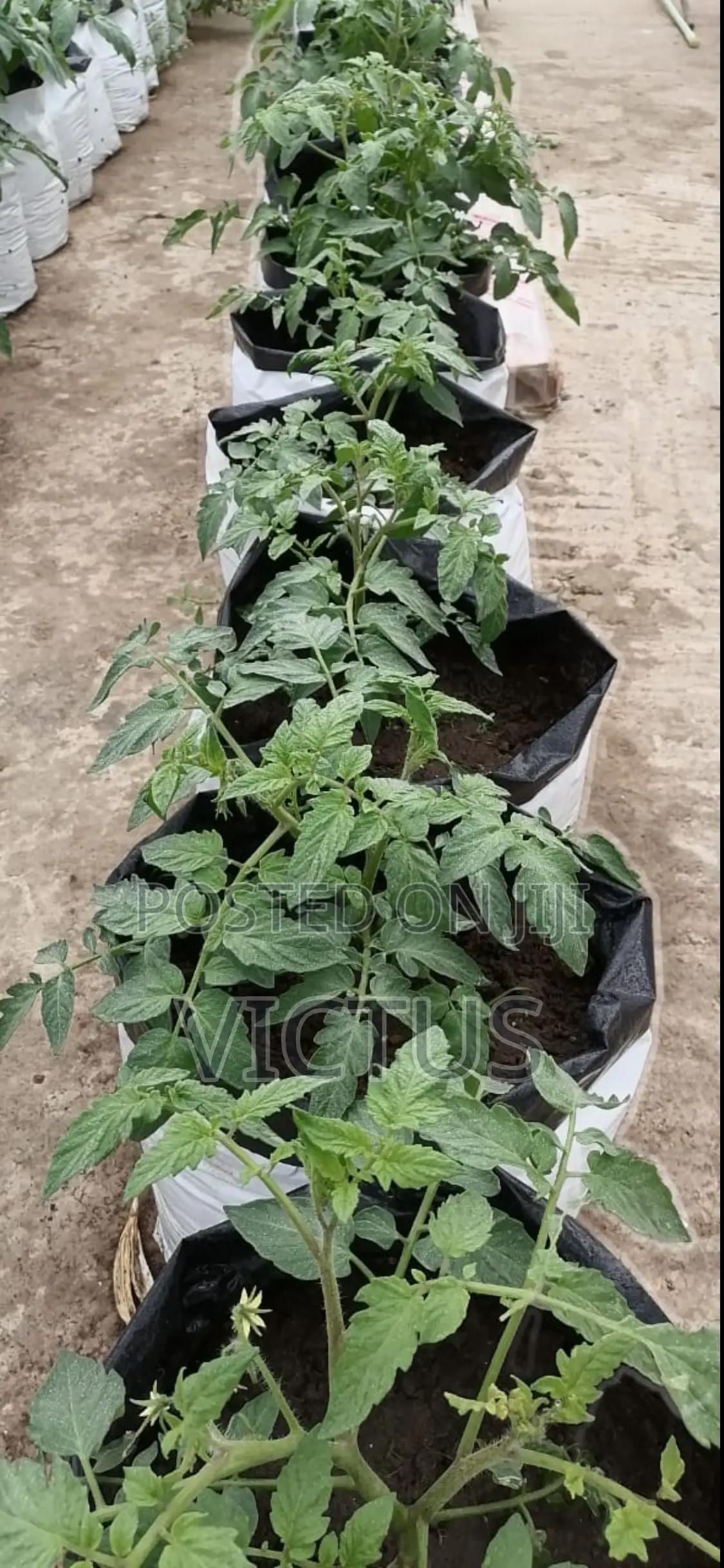 Vegetable Seedlings (72 Seedlings Per Tray: Tomatoes, Pepper, Etc)