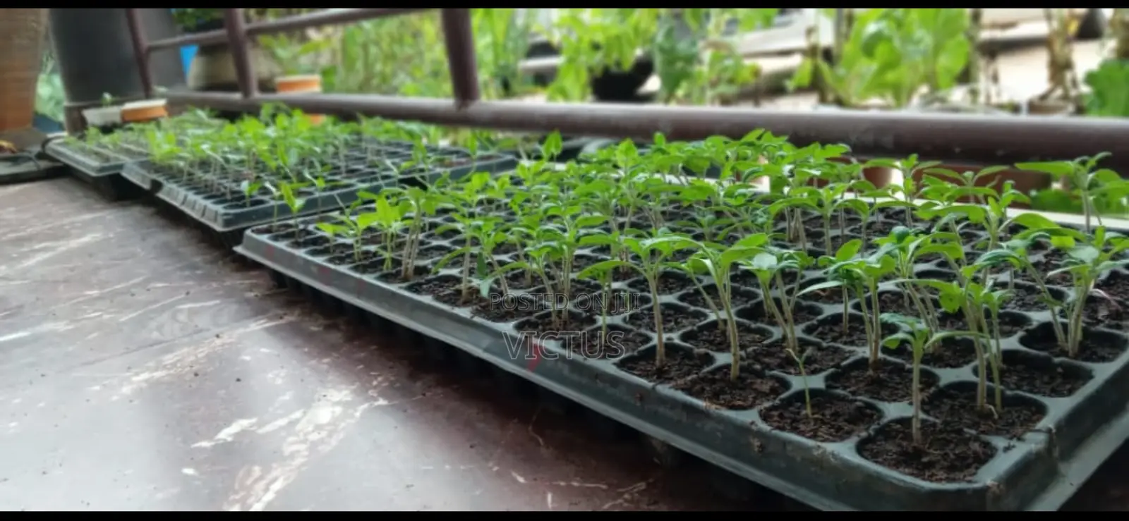 Vegetable Seedlings (72 Seedlings Per Tray: Tomatoes, Pepper, Etc)