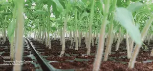 Vegetable Seedlings (72 Seedlings Per Tray: Tomatoes, Pepper, Etc)