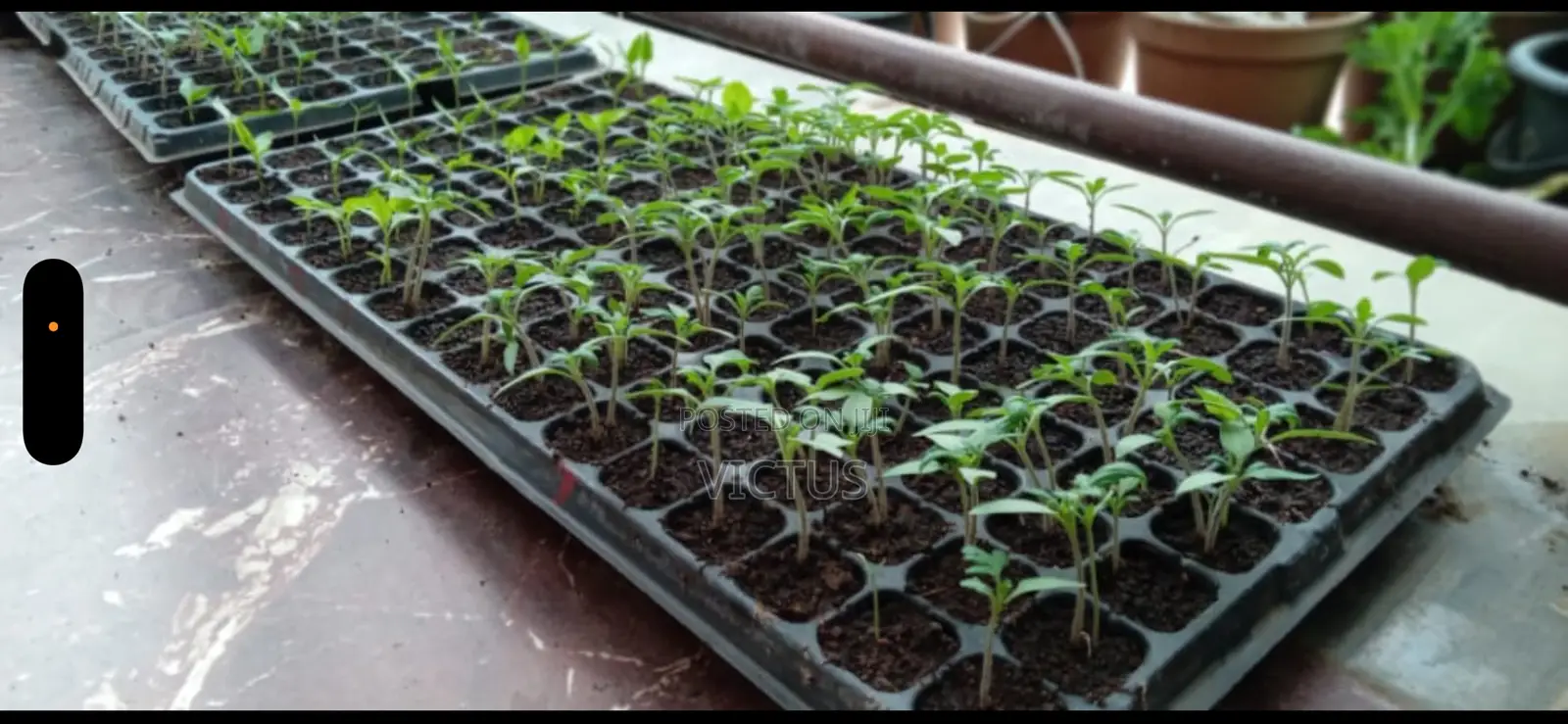 Vegetable Seedlings (72 Seedlings Per Tray: Tomatoes, Pepper, Etc)