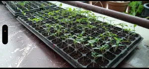 Vegetable Seedlings (72 Seedlings Per Tray: Tomatoes, Pepper, Etc)