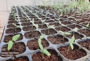 Vegetable Seedlings (72 Seedlings Per Tray: Tomatoes, Pepper, Etc)