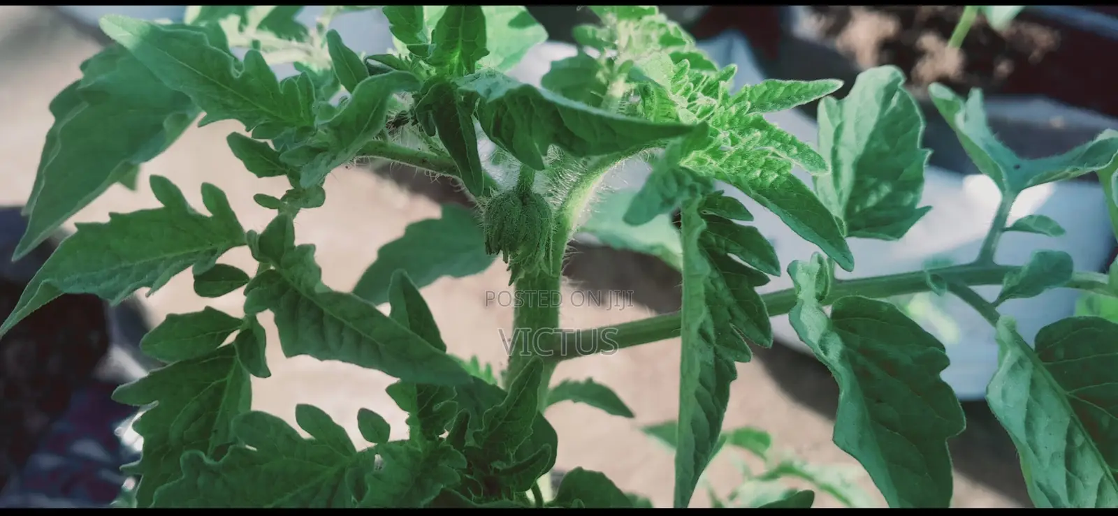 Vegetable Seedlings (72 Seedlings Per Tray: Tomatoes, Pepper, Etc)