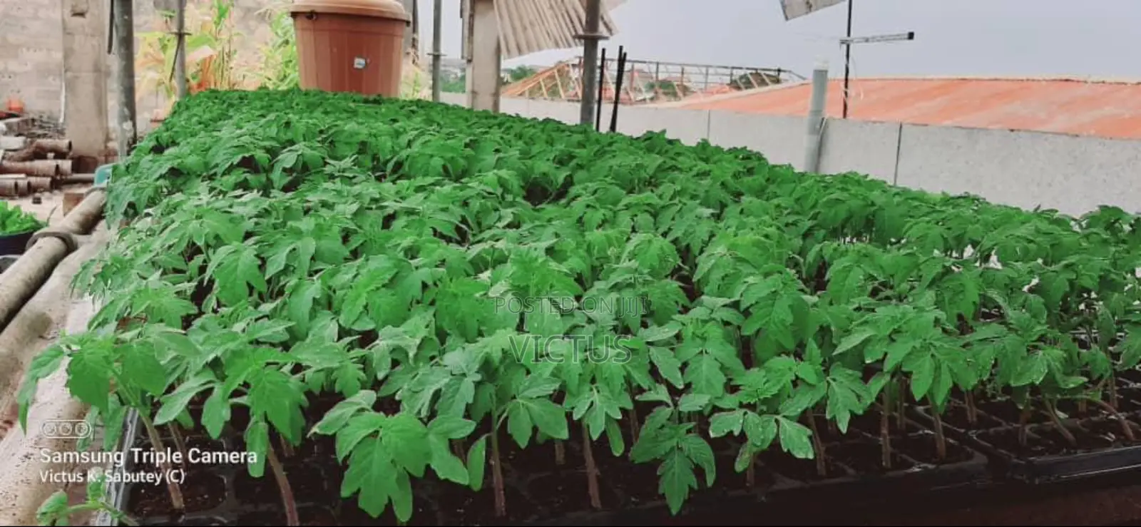 Vegetable Seedlings (72 Seedlings Per Tray: Tomatoes, Pepper, Etc)