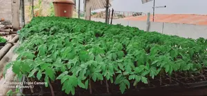 Vegetable Seedlings (72 Seedlings Per Tray: Tomatoes, Pepper, Etc)