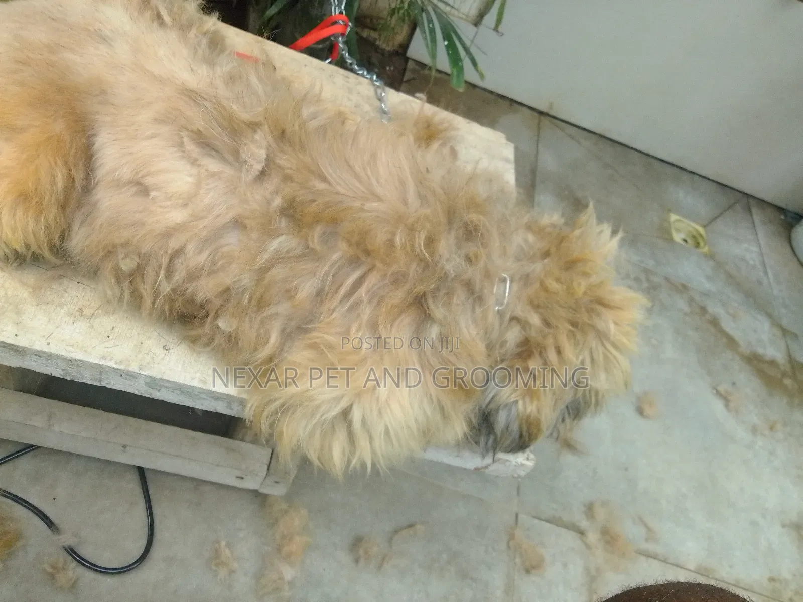 Dogs Grooming Service. Dog Grooming