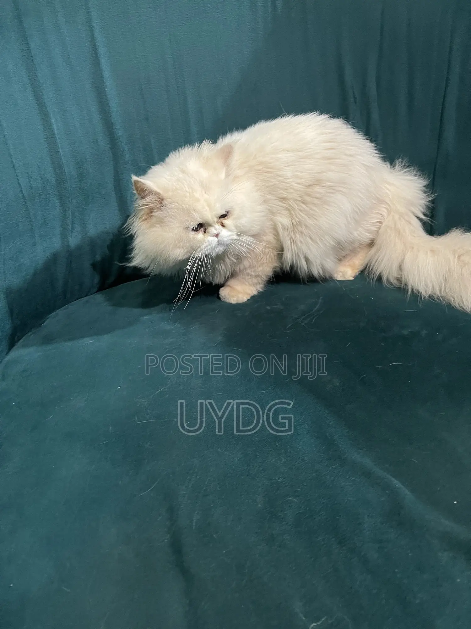 1+ year Male Purebred Persian in Teshie - Cats & Kittens, Alan | Jiji ...