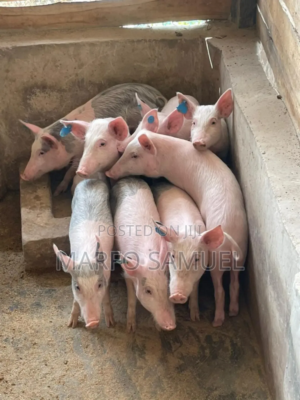 Piglet for Sell