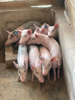 Piglet for Sell