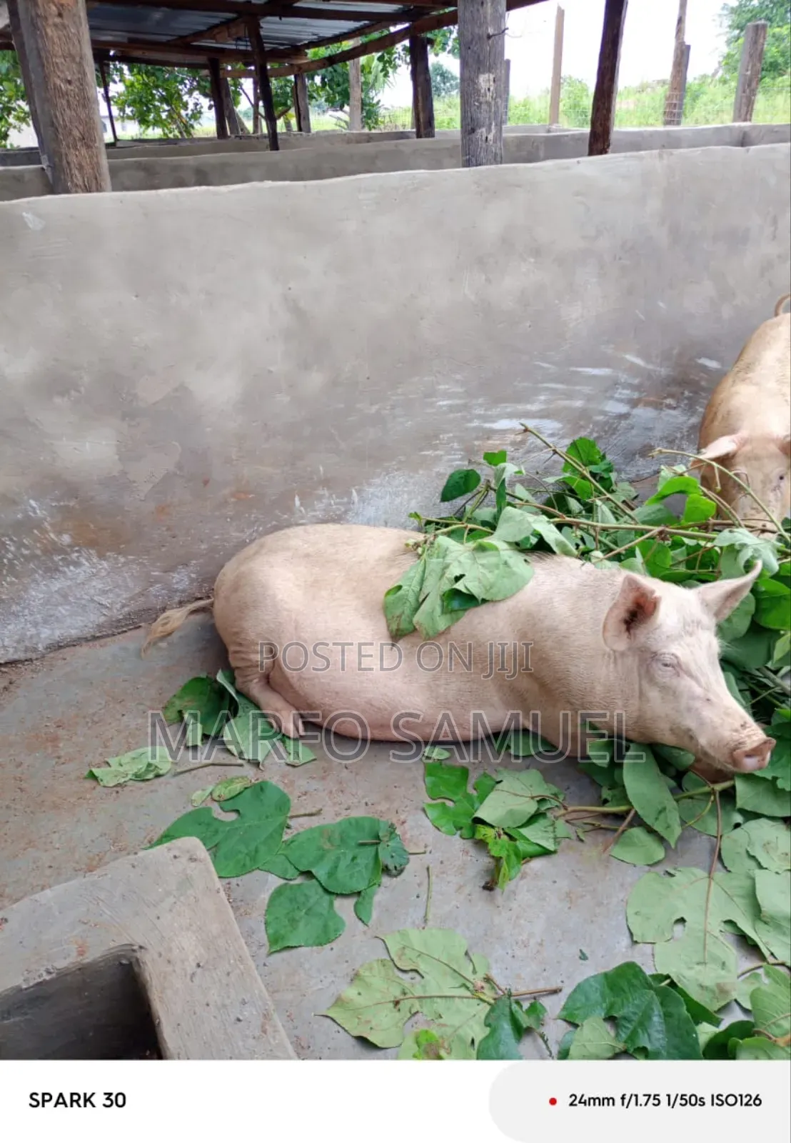 Piglet for Sell