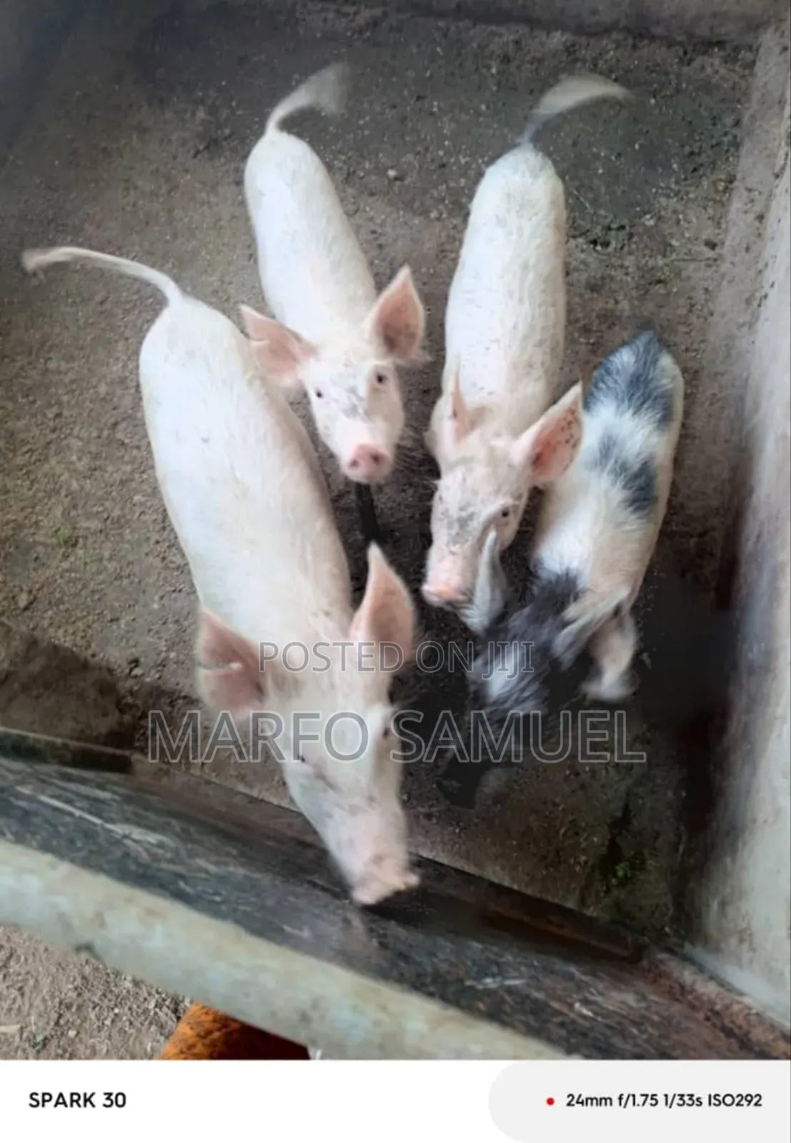 Piglet for Sell