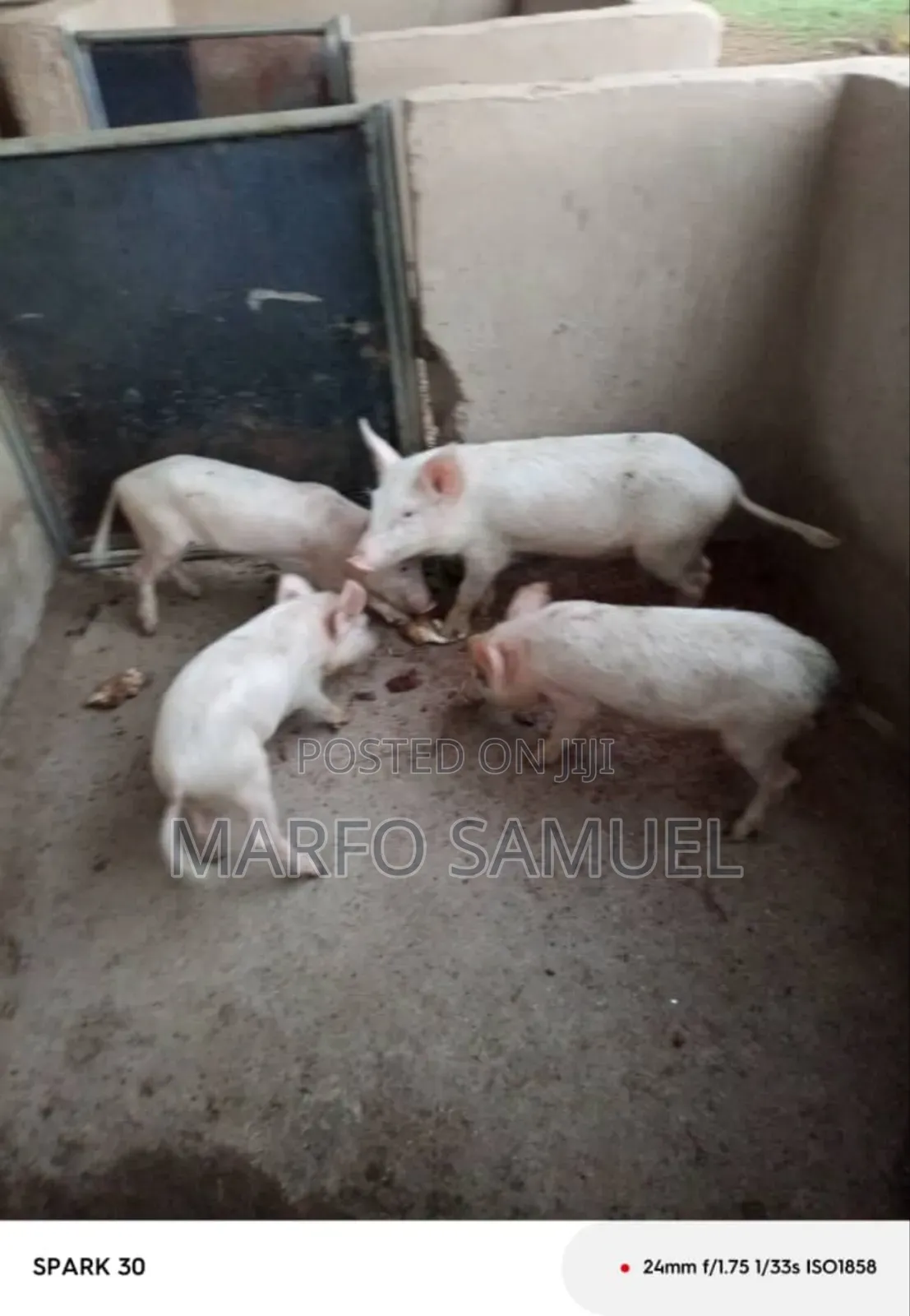 Piglet for Sell