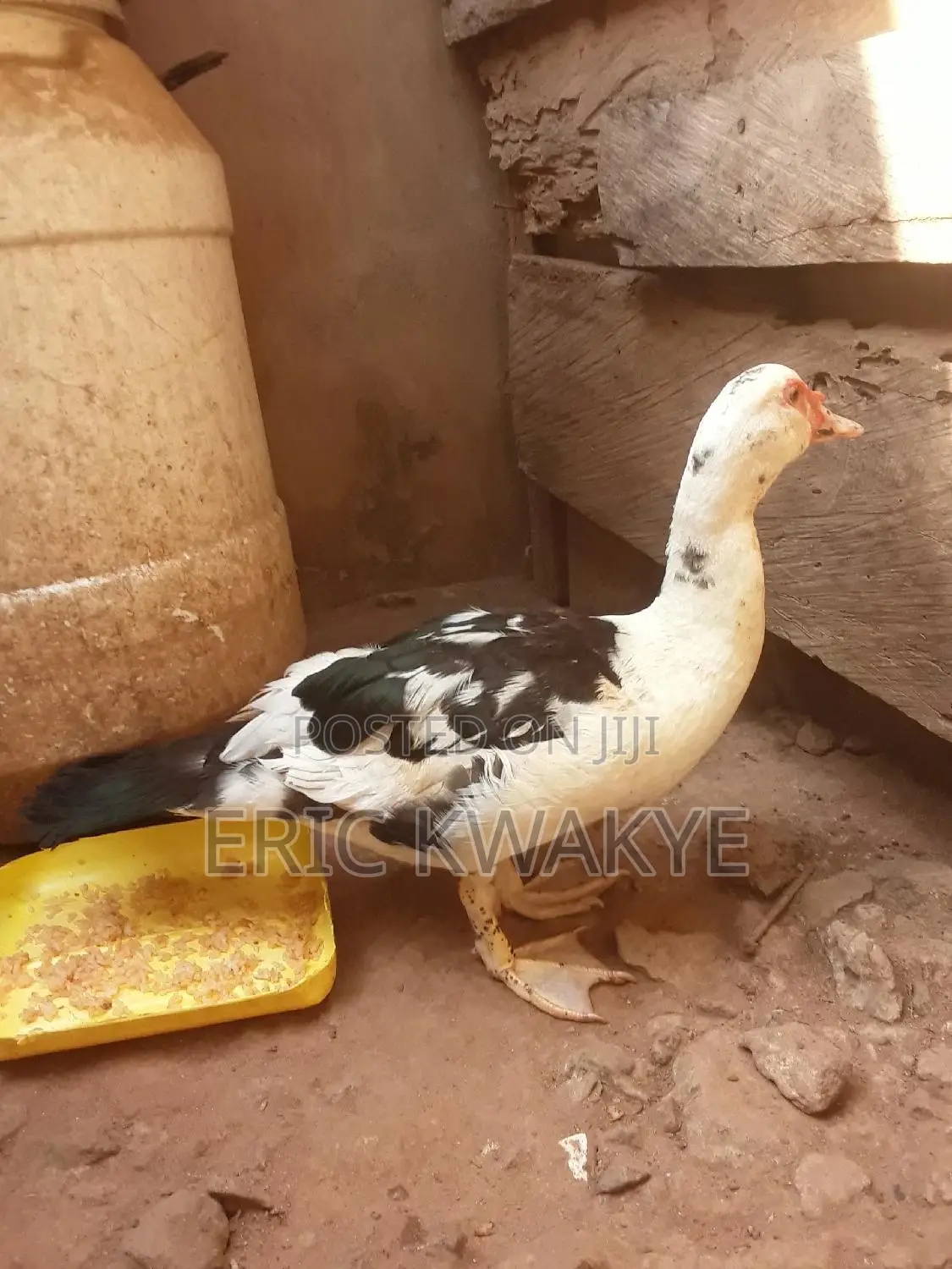 Male Muscovy Duck