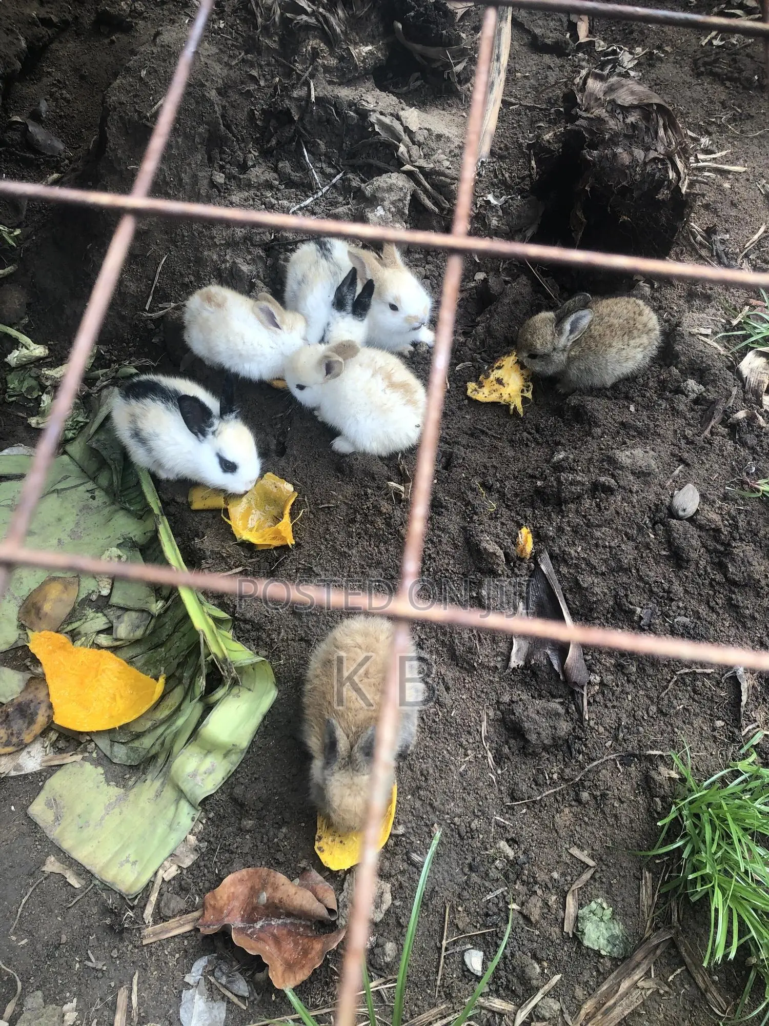 Rabbits for Sale