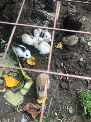 Rabbits for Sale