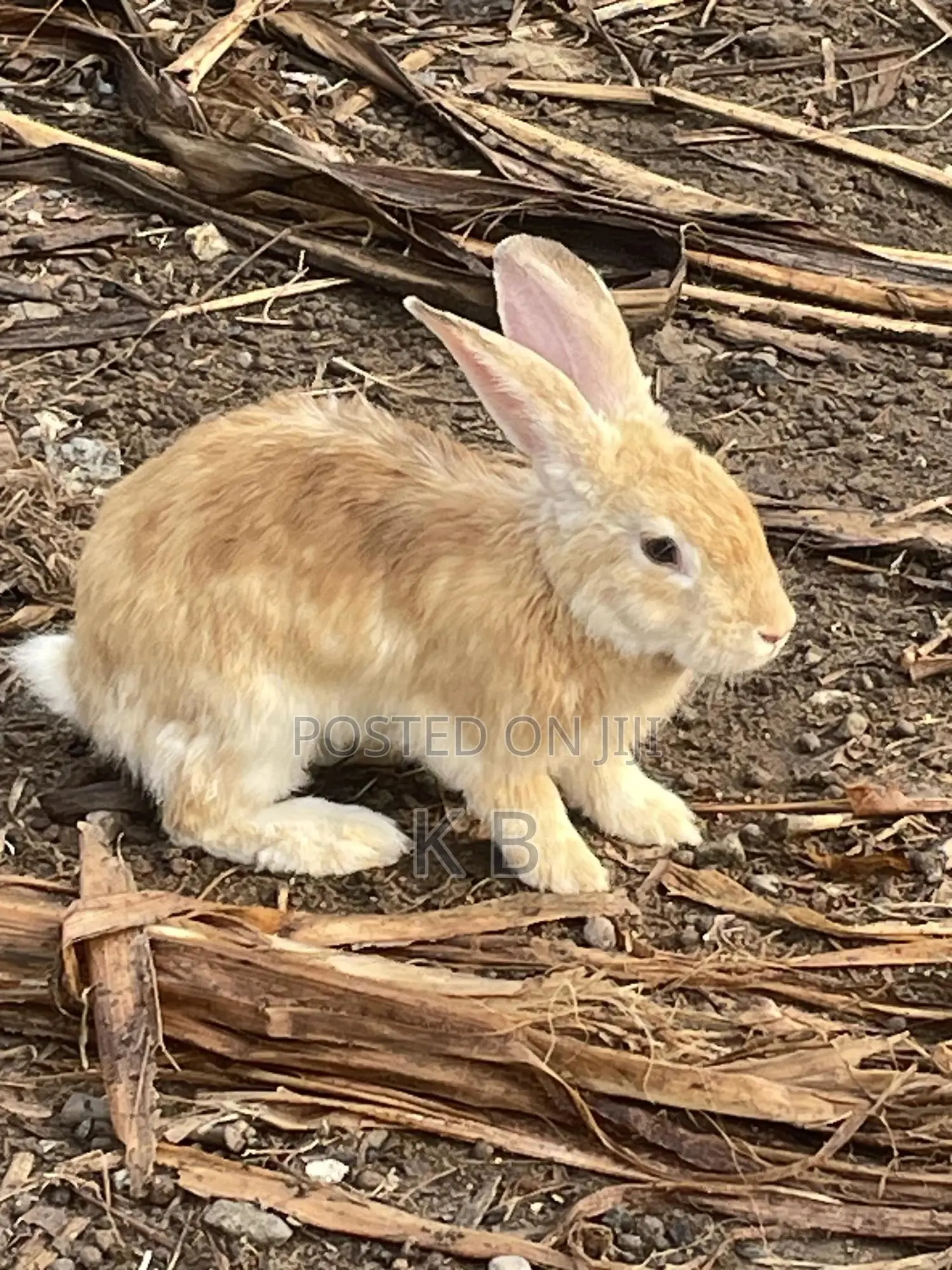 Rabbits for Sale