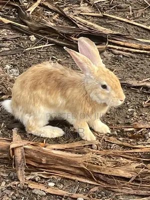 Rabbits for Sale