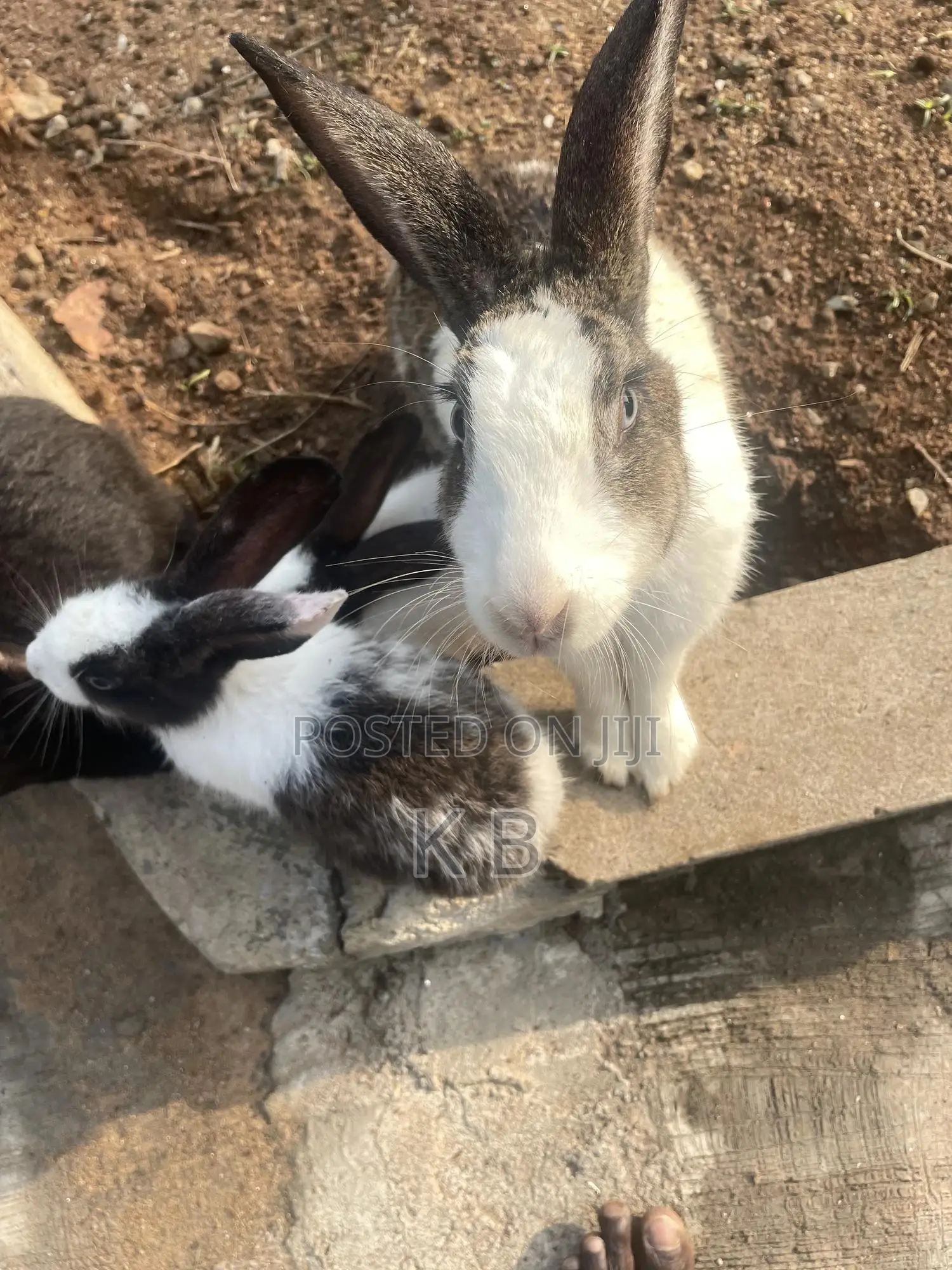Rabbits for Sale