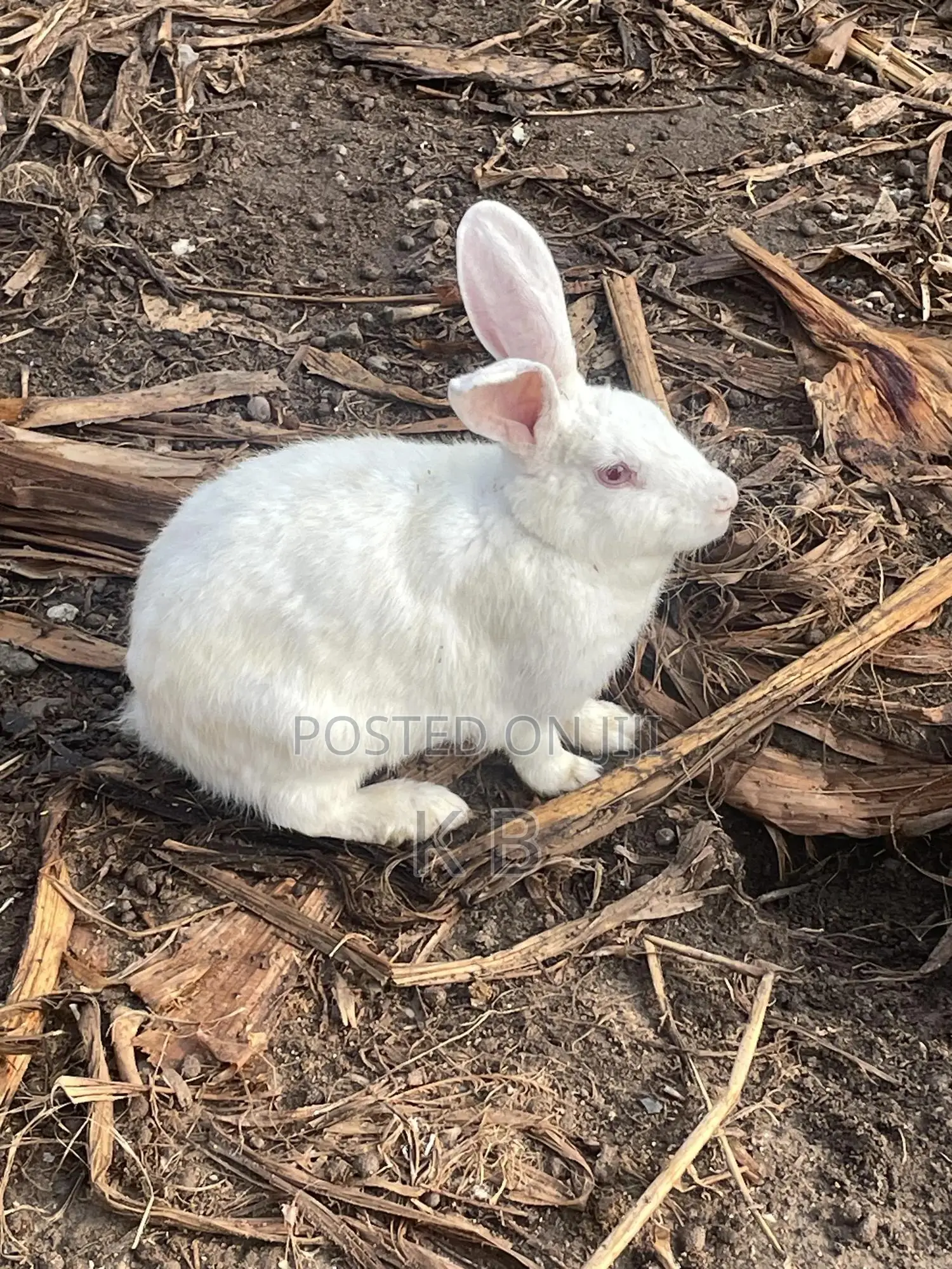 Rabbits for Sale