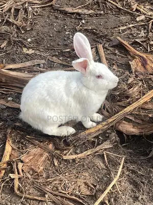 Rabbits for Sale