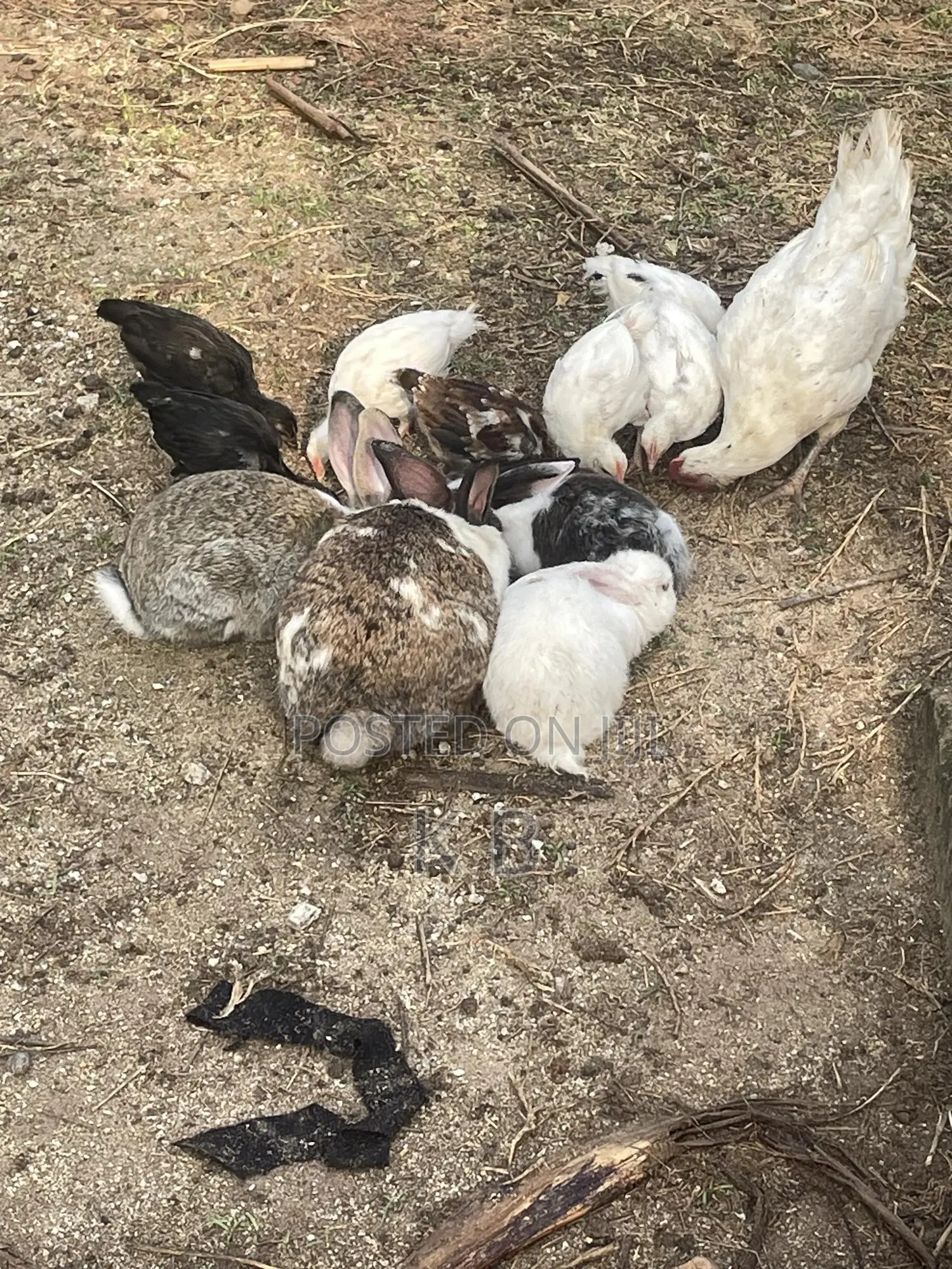 Rabbits for Sale