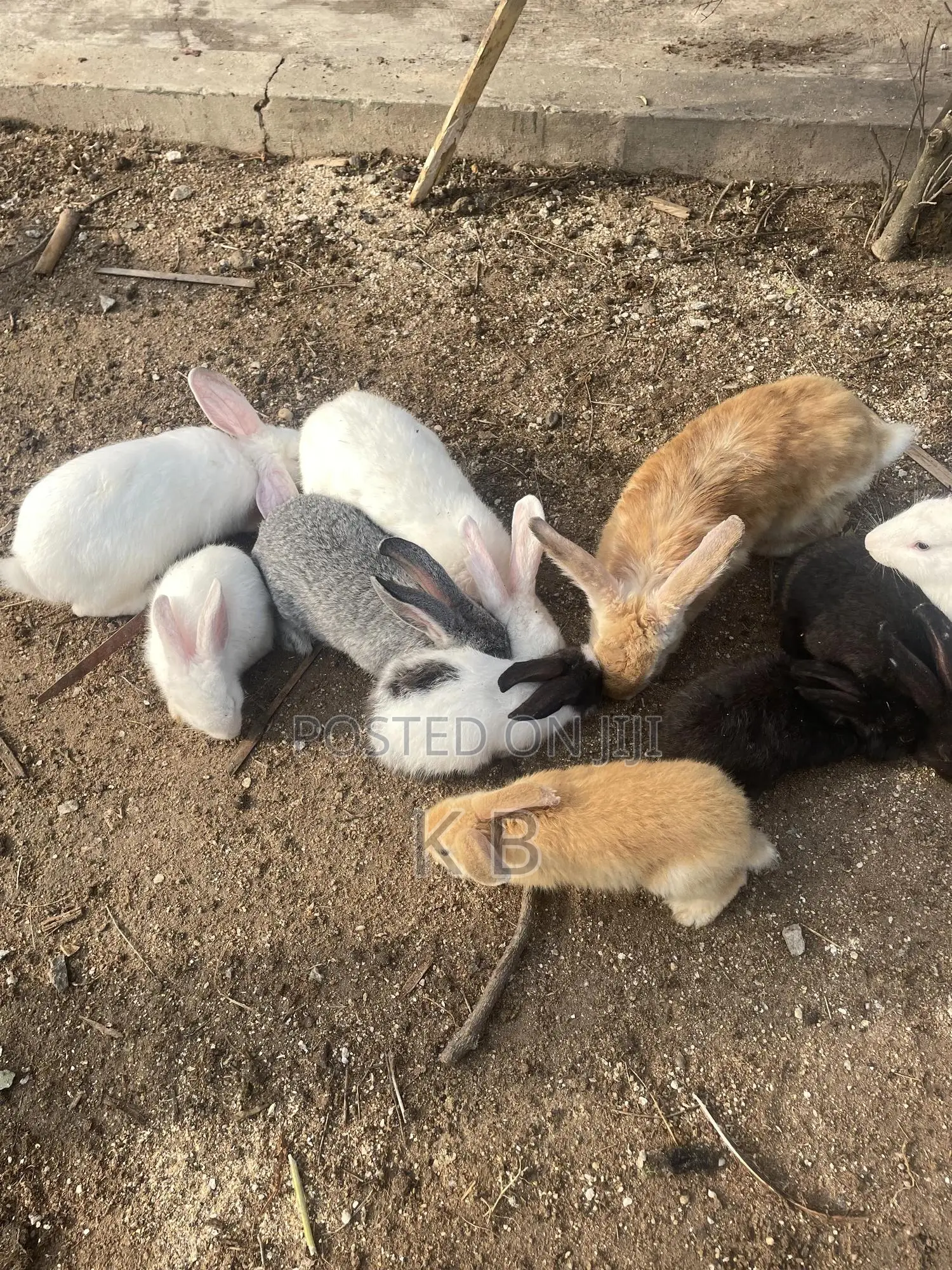Rabbits for Sale