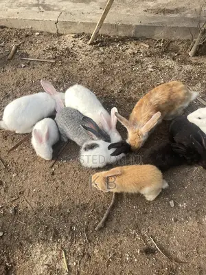 Rabbits for Sale