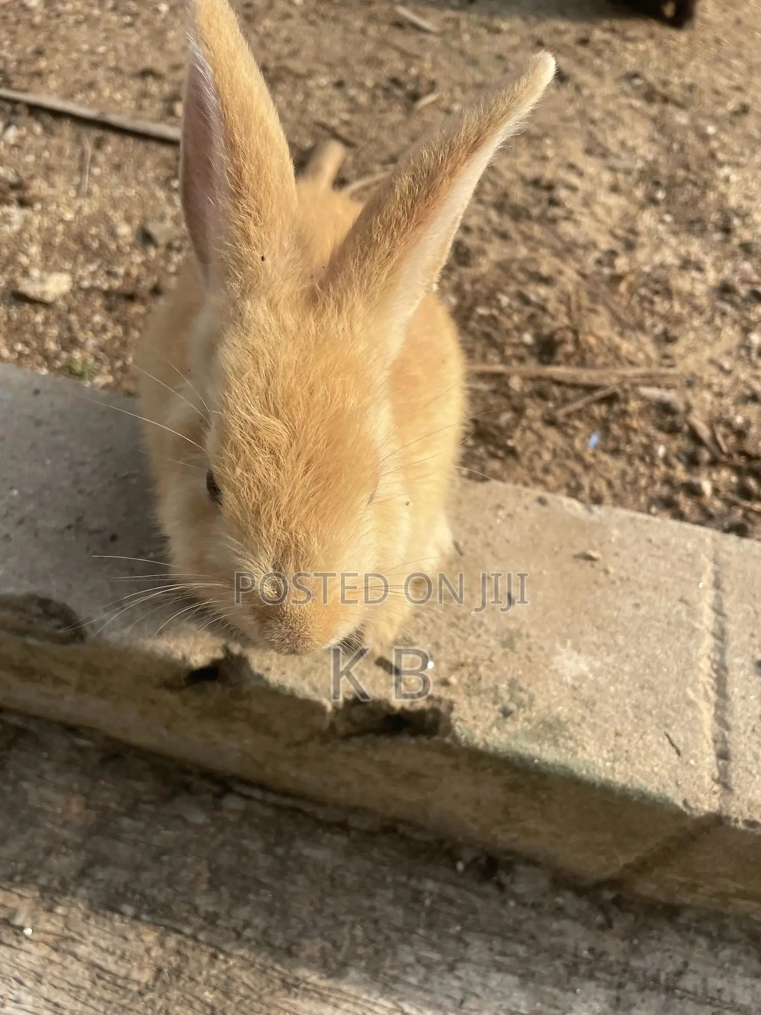 Rabbits for Sale