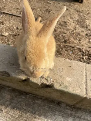 Rabbits for Sale