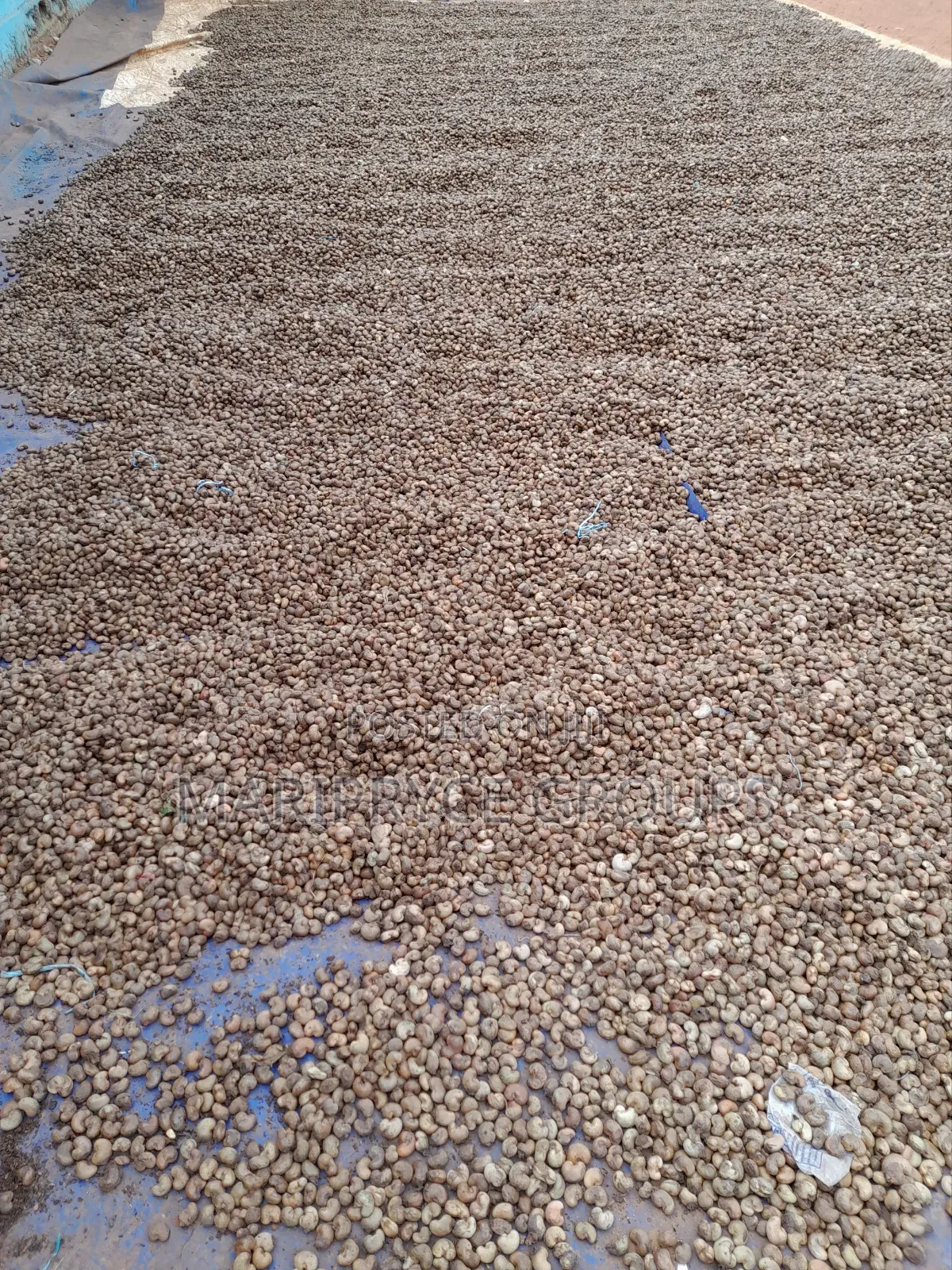 Raw Cashew Nuts